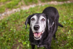 Senior dogs can require special accommodations.