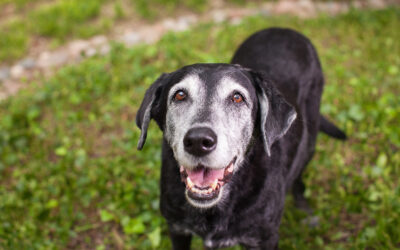 Making Accommodations When Training Senior Dogs