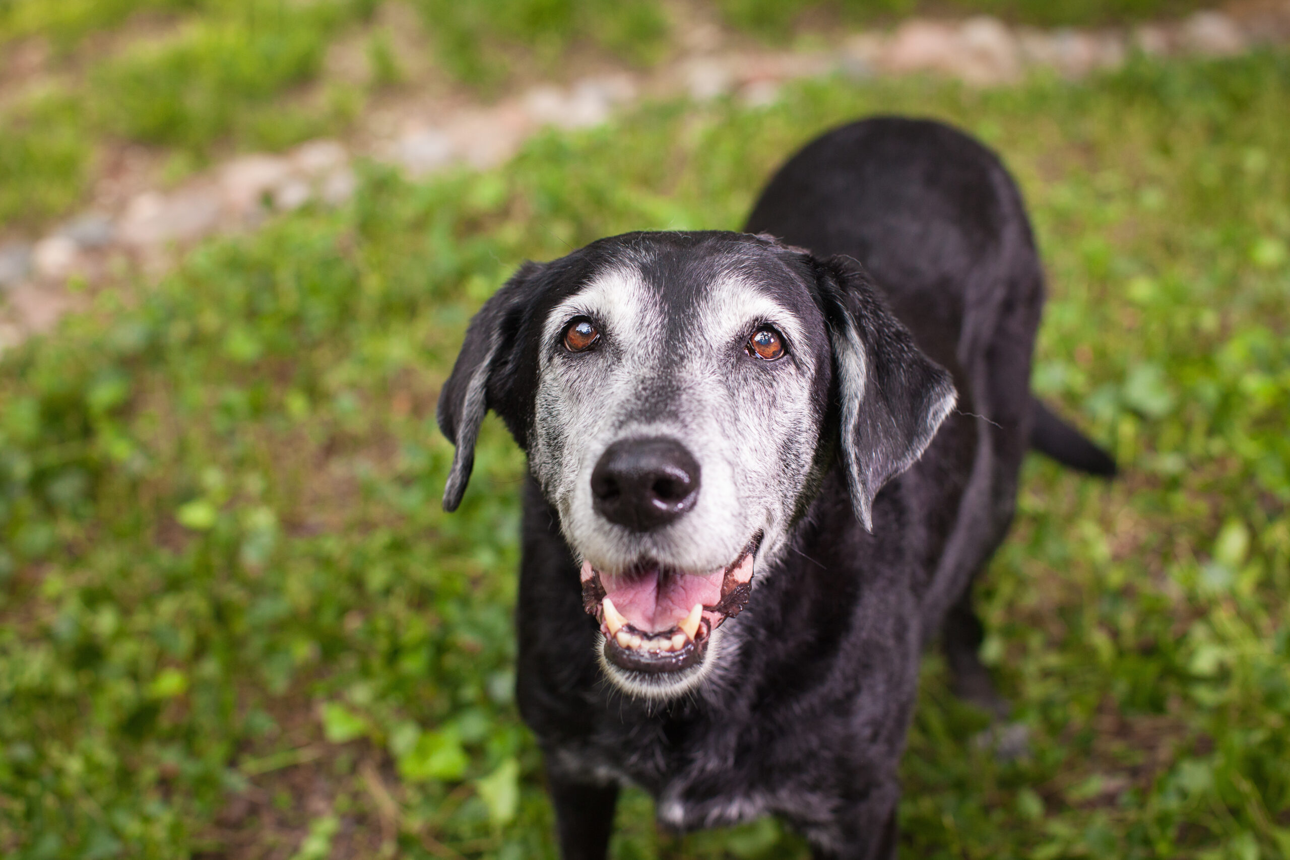 Senior,Black,Labrador,Smiling,With,Grass,Background Senior dogs can require special accommodations.