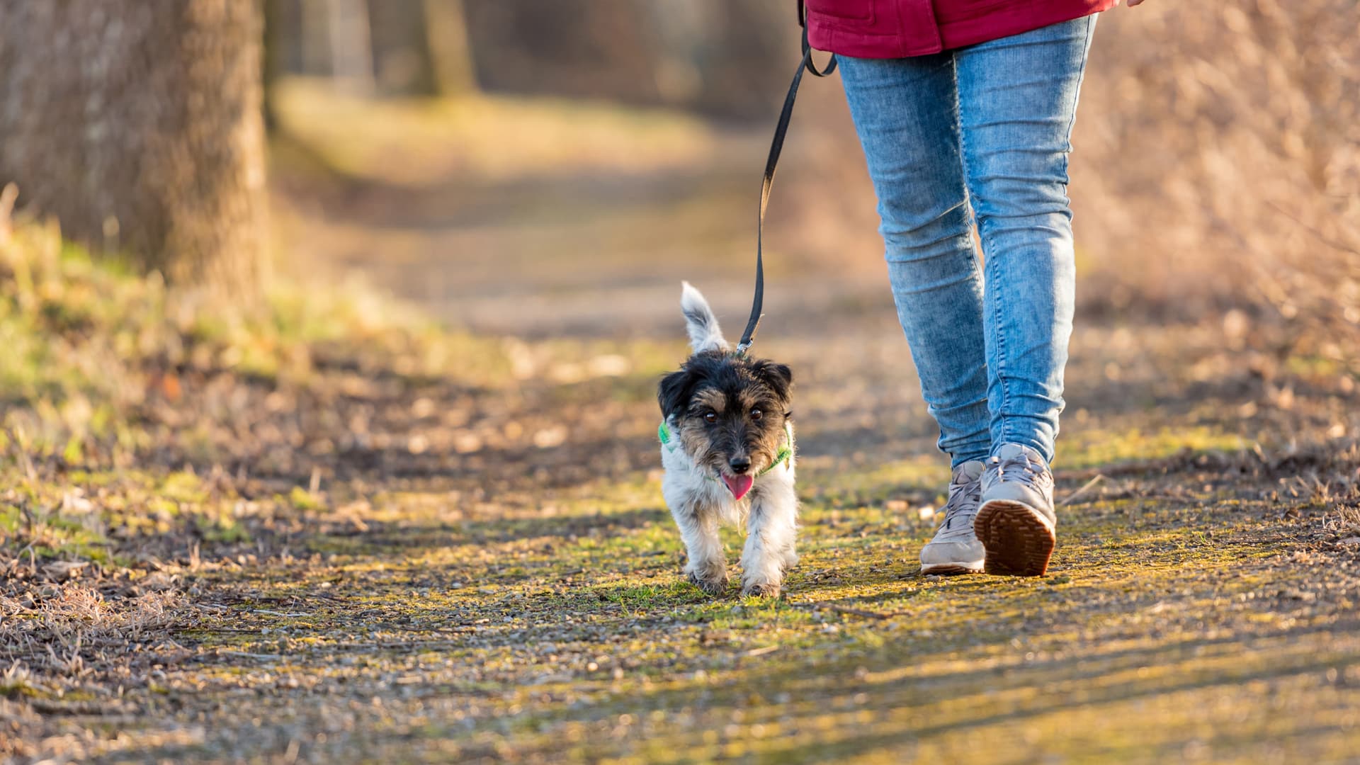 Comfortable dog walking by guardian on leash in comfort zone