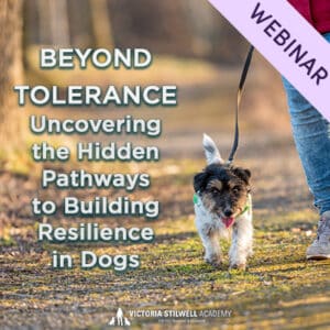 Webinar: Beyond Tolerance: Uncovering the Hidden Pathways to Building Resilience in Dogs