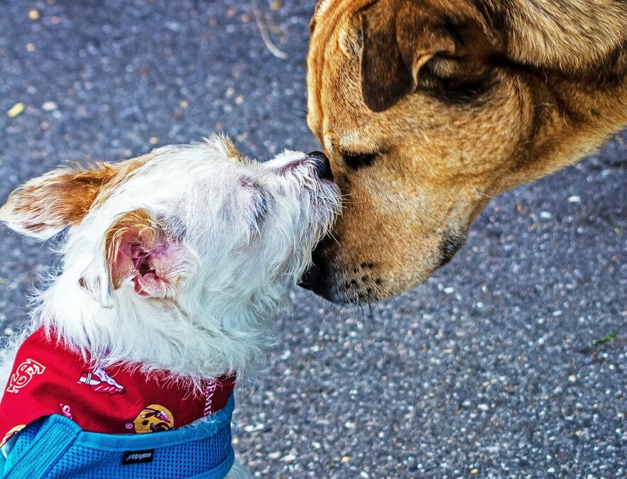 Big Dog, Small Dog. Talking about Canine Size Stereotypes