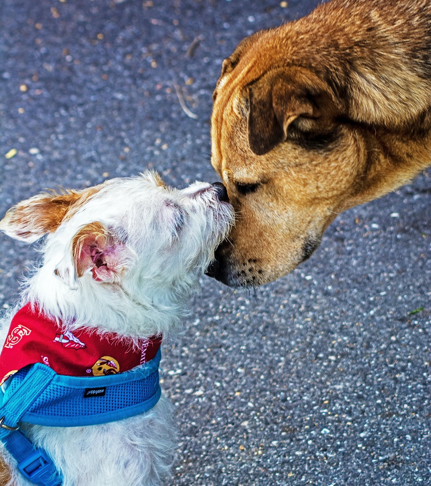 Size Matters! How to Safely Introduce Big and Little Dogs