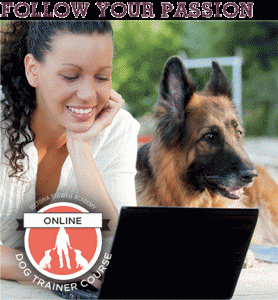 Enroll in VSA's Online Dog Trainer Course