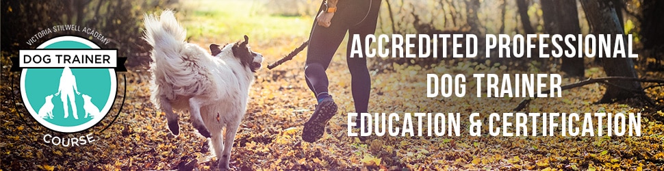 DTC accredited professional dog trainer education & certification