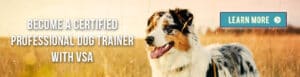 Become a certified professional dog trainer with VSA