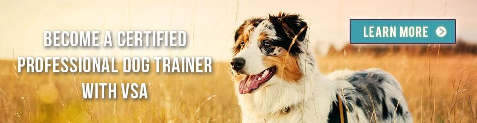 Become a certified professional dog trainer with VSA