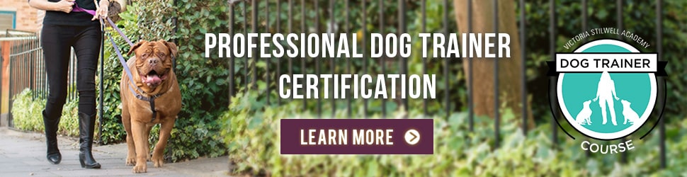 Professional dog trainer certification from VSA
