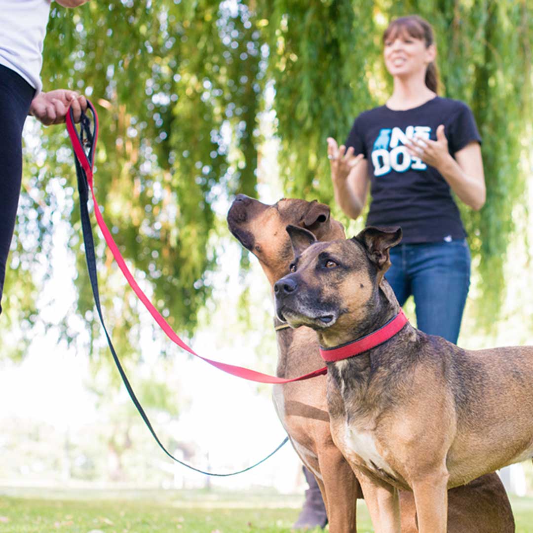 Fundamentals of Dog Training and Behavior Course