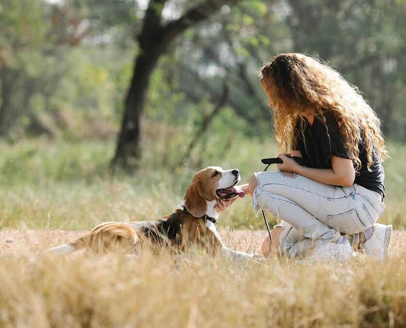 The Human Side of Your Dog Training Plan