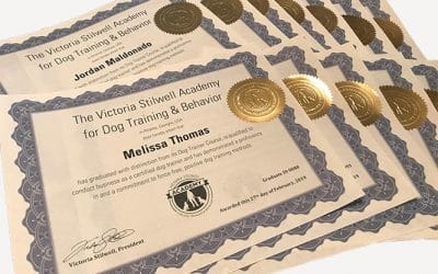 What Does It Mean to Be a Certified Dog Trainer?