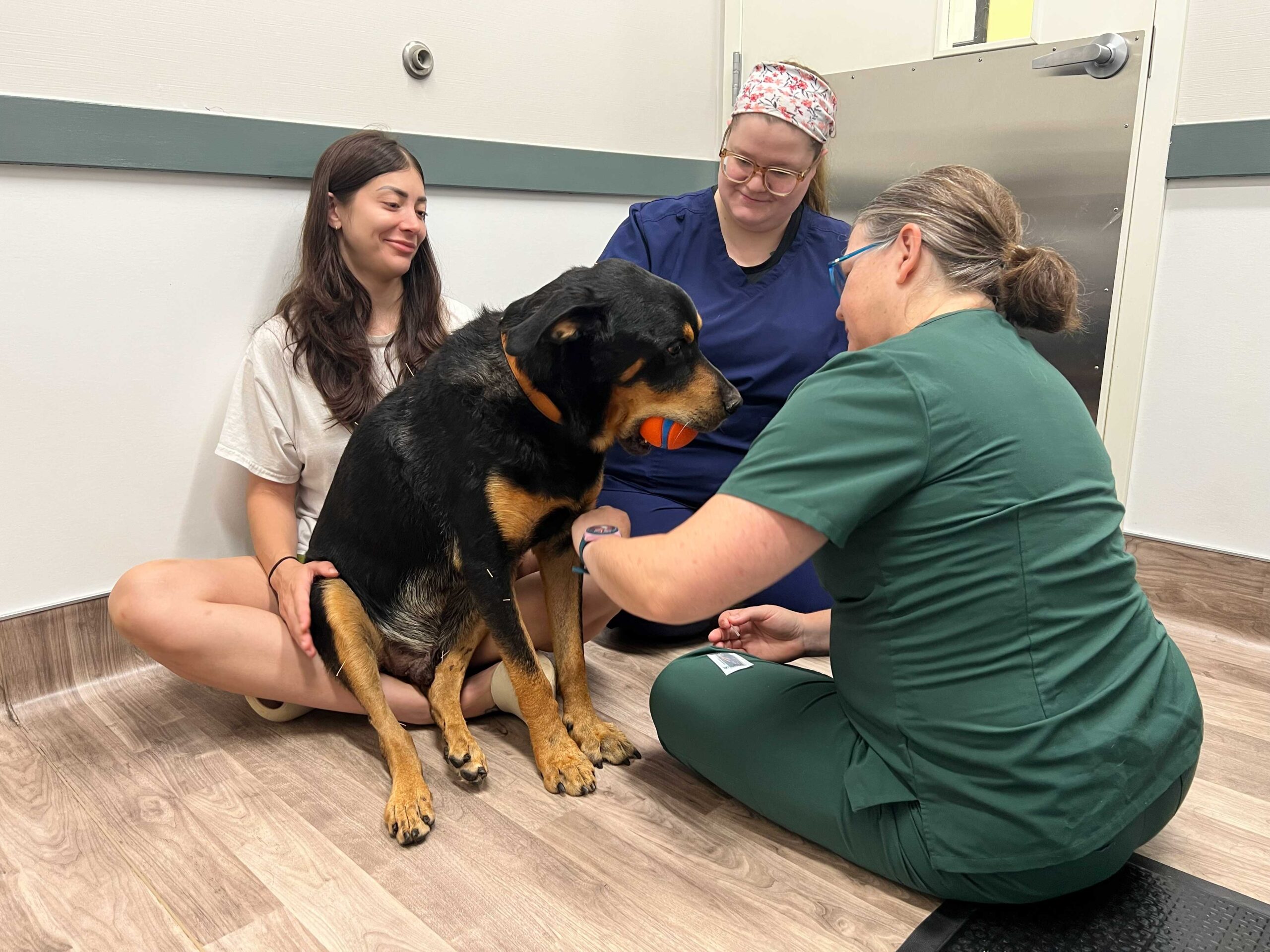 Veterinarian caring for dog with ball in mouth next to family