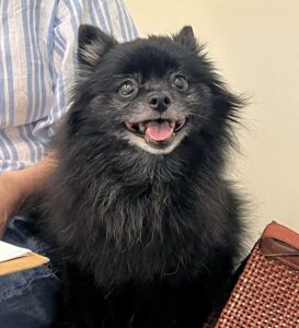 Happy dog at vet office