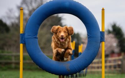 5 Ways to Boost Your Dog Training Business with Joy Marketing