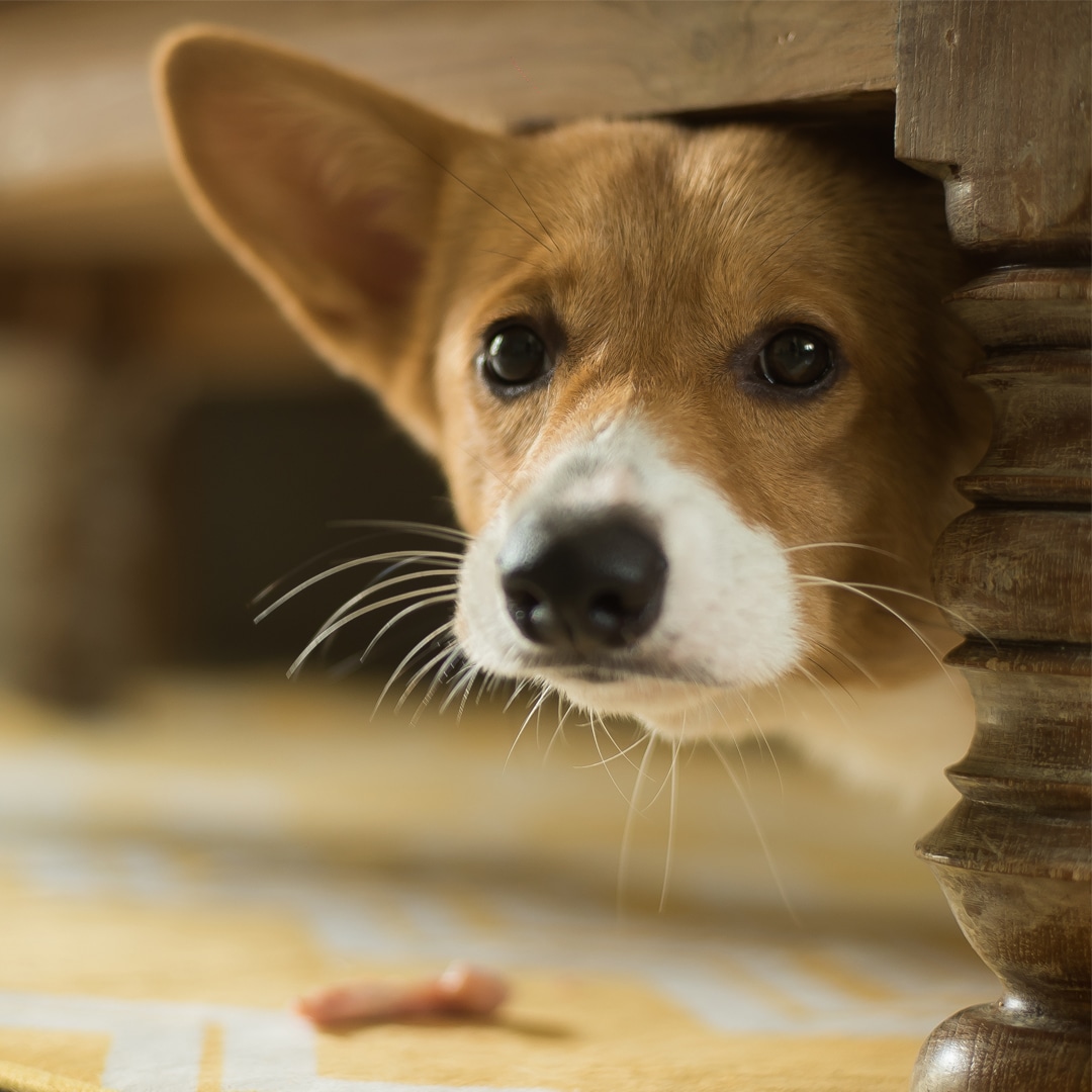 Building Your Dog's Confidence Course