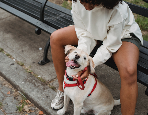 How Much Do Dog Trainers Make (And Ways To Keep Income Growing)