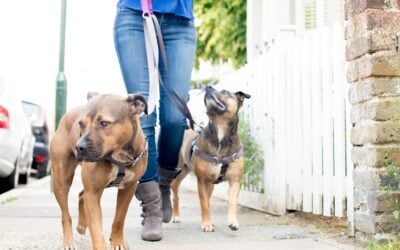 5 Common Misunderstandings About Dog Training