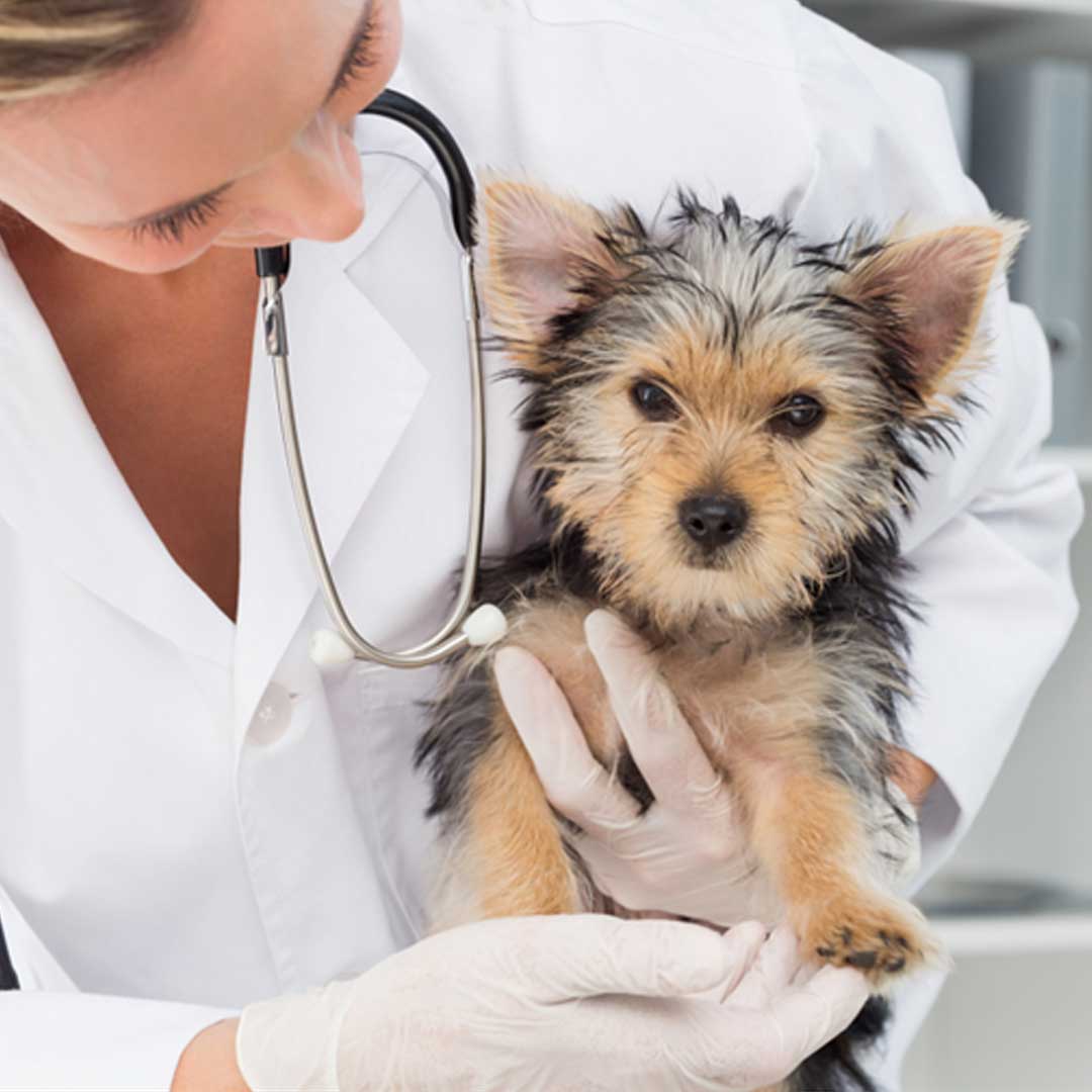 Veterinary Zones Approach
