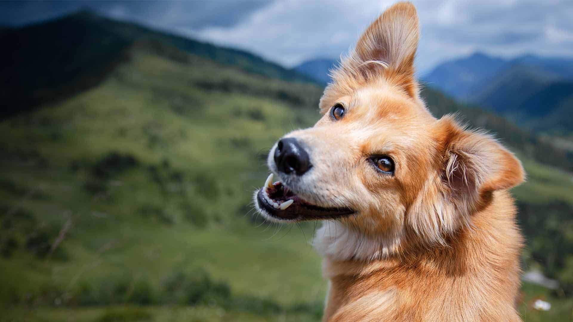 Comfortable dog walking by guardian on leash in comfort zone