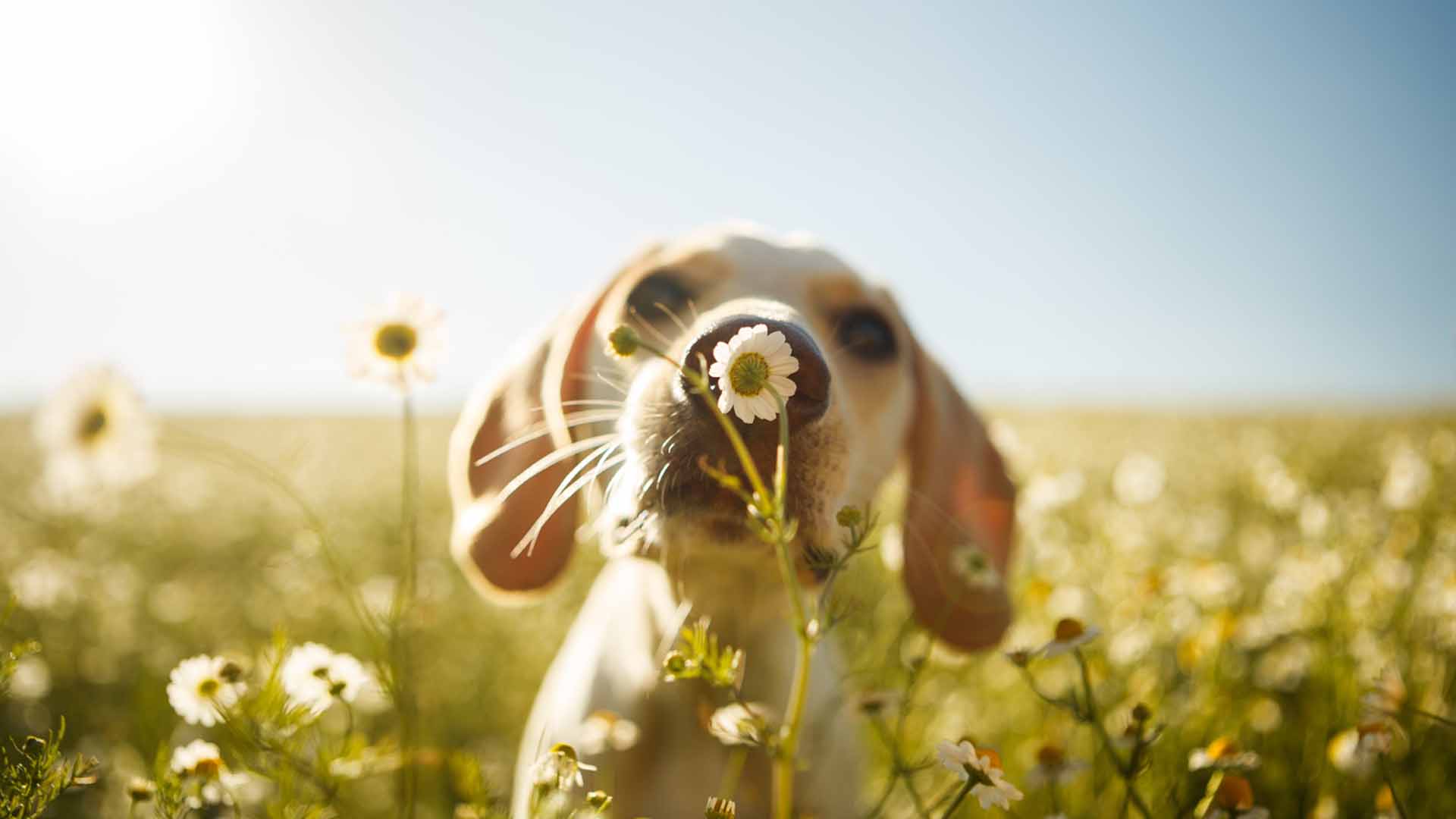 BRAVE Webinar thumbnail dog looking at camera