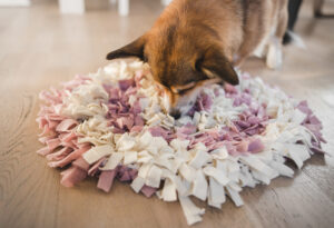 corgi sniffing snuffle mat enrichment