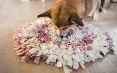 Help Your Clients Create an Indoor Enrichment Oasis for Their Dogs