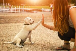 teaching a dog cue or command