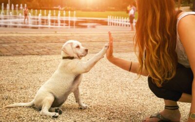 teaching a dog cue or command