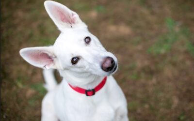 Do Dogs Like Being Trained, or Are They Just Tolerating It?