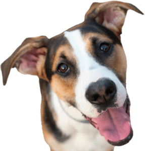 Happy dog looking at camera