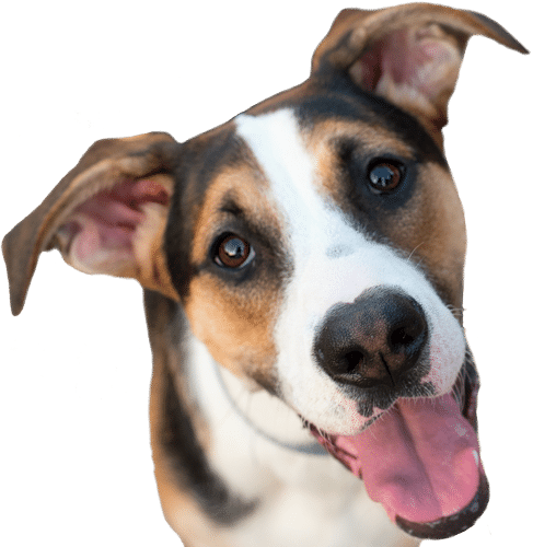 Happy dog looking at camera