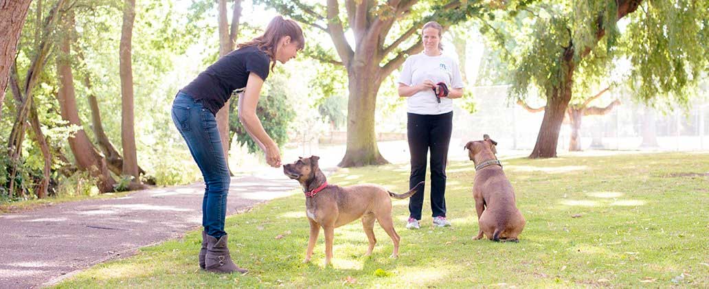 dog trainers working with a dog