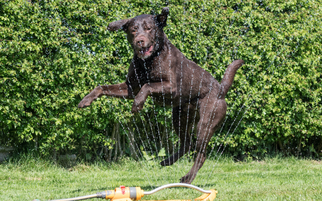 Outdoor Enrichment: Tips for Creating a Fun Yard and Garden for Your Dog