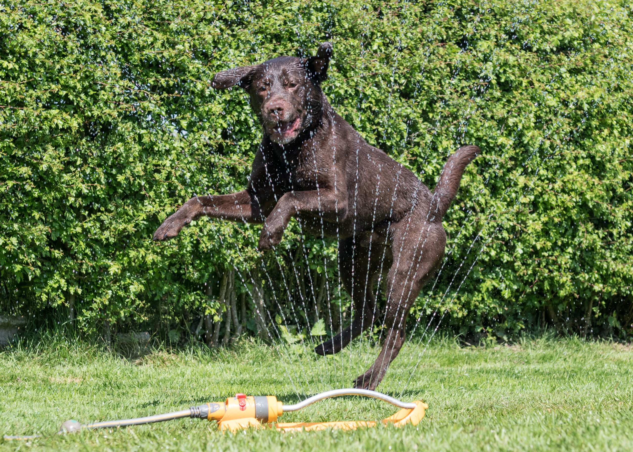 Outdoor enrichment for your dog