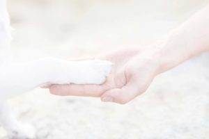 Human hand holding dog paw