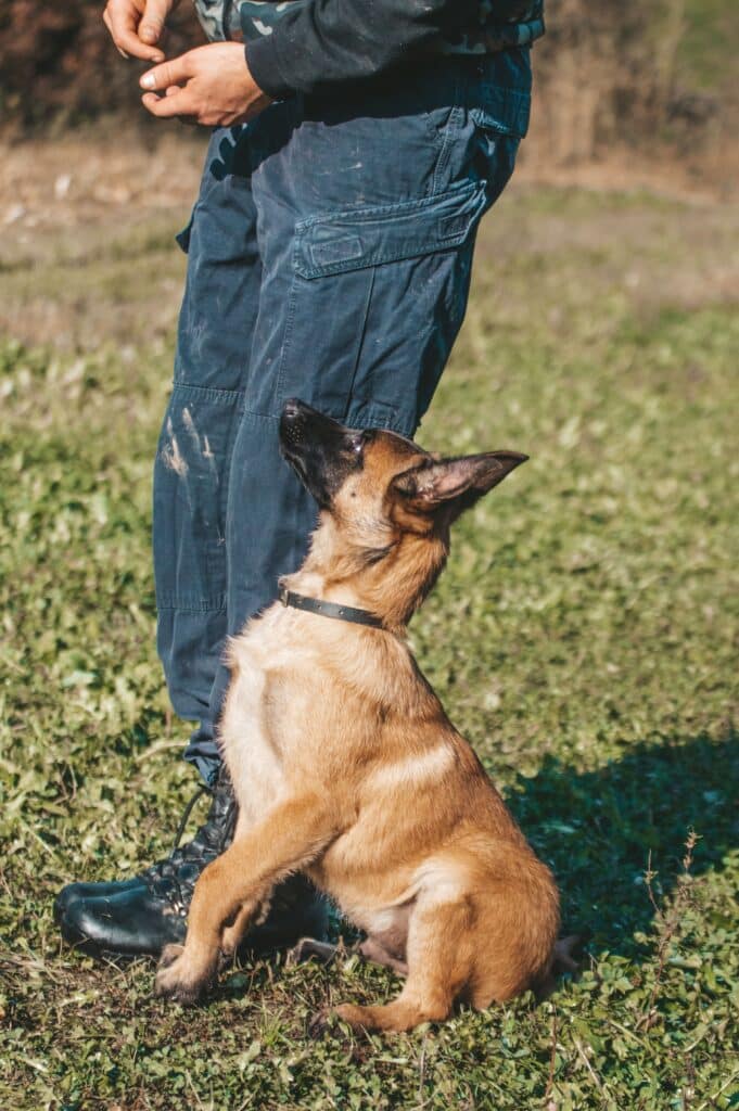 dog trainer working with attentive dog