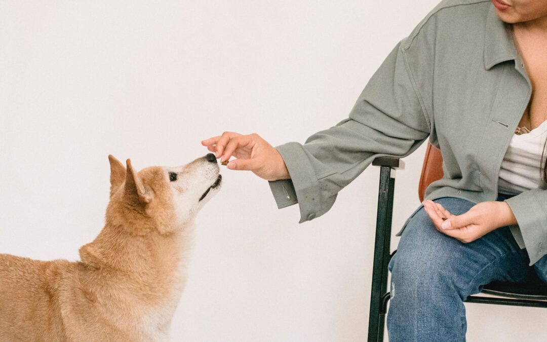 How to Get a Dog Trainer Job