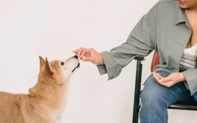 How to Get a Dog Trainer Job