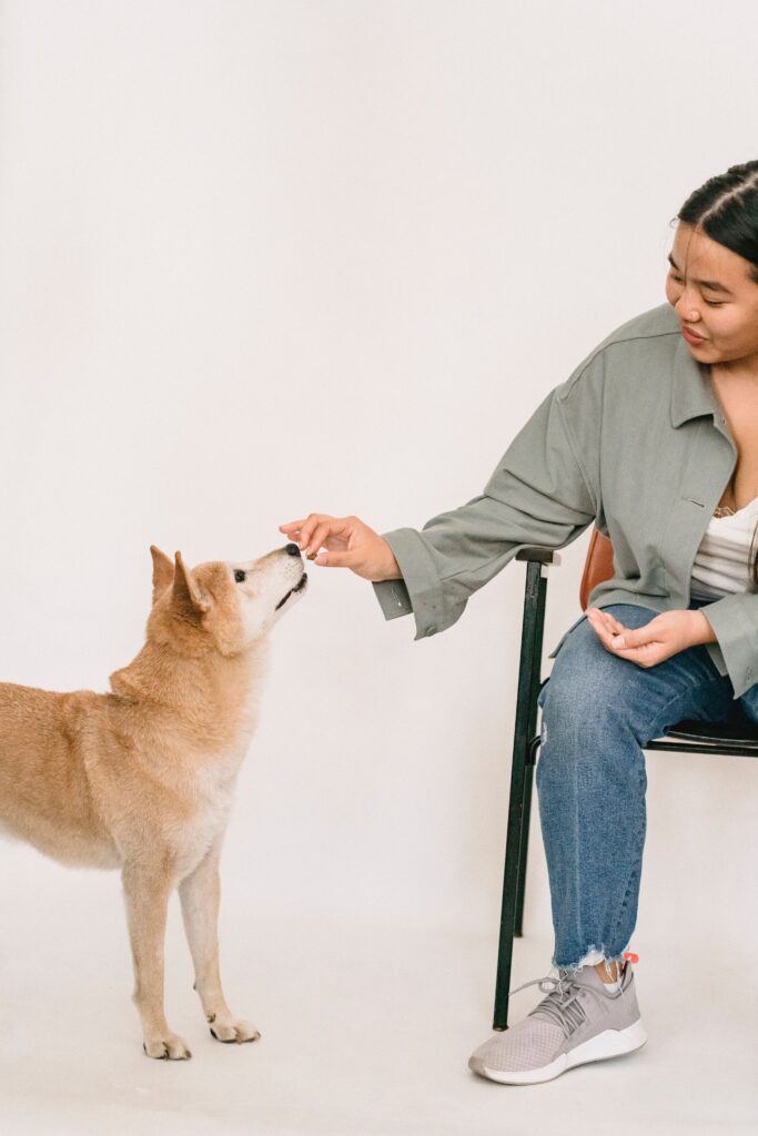 Dog trainer feeding treat during training