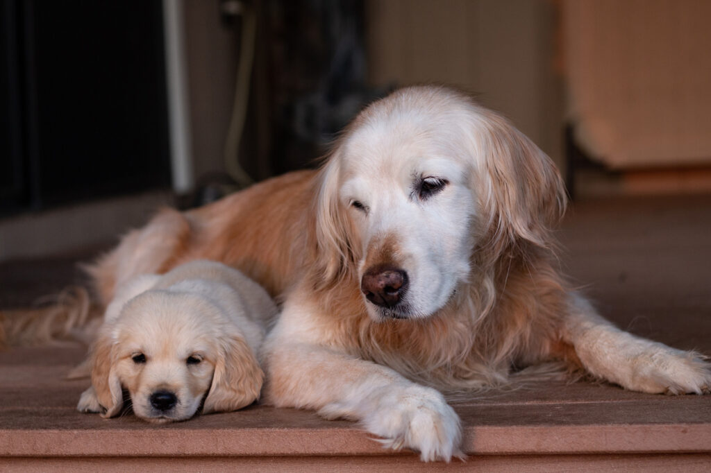 puppy and senior dog together