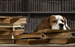 dog on books