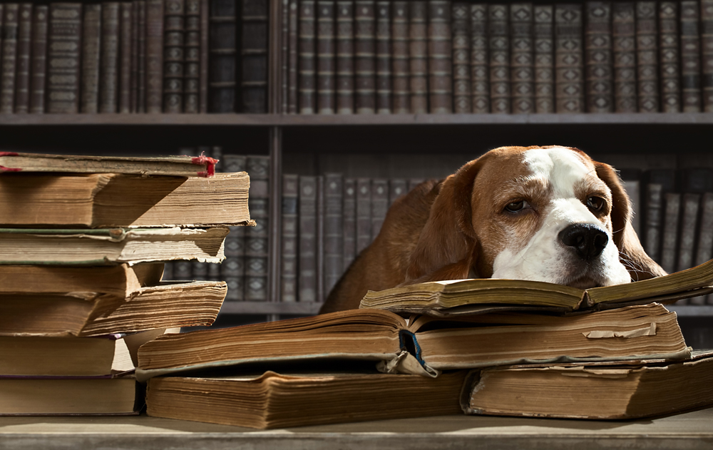 Becoming a Dog Trainer: Things I Wish I’d Known My First Year