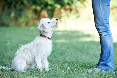 Types of Certification - Victoria Stilwell Academy for Dog Training &  Behavior