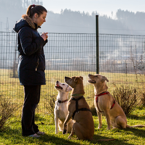 dog obedience classes