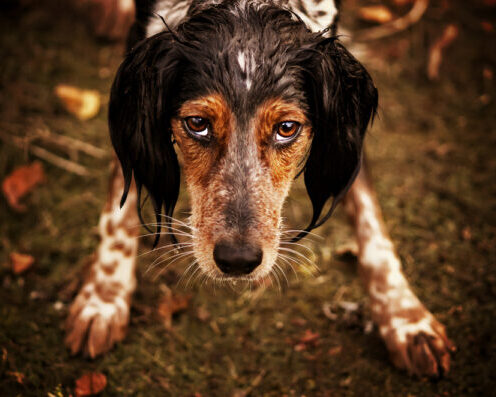 Five Dog Behavior Myths Your Clients Need Debunked