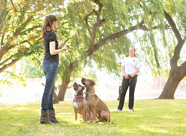 victoria training dogs